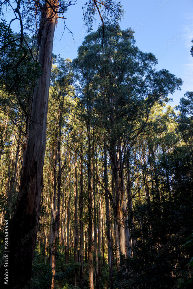 Tree Ferns in Foggy, Healesville, Victoria Tree Ferns in Foggy, Healesville, Victoria