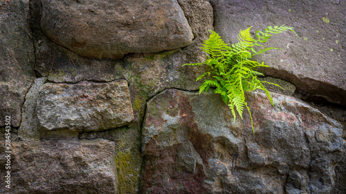 A determined bracken fern growing through a field stone wall photo