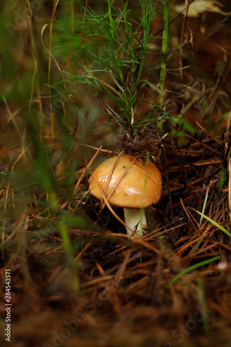 mushroom in the forest