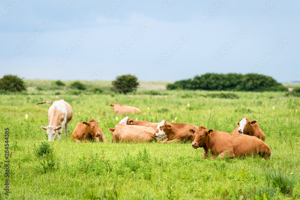 Cattle grazing on the marshes in Holkham
