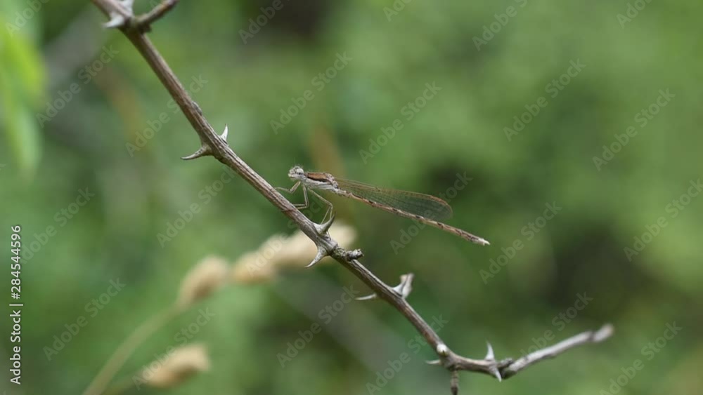 Closeup of a brun damselfly (sympecma) sitting on the branch Closeup of a brun damselfly (sympecma) sitting on the branch