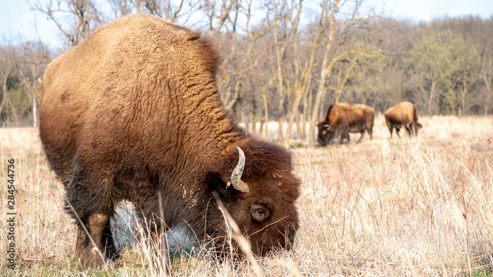 Bison / Buffalo side Grazing in Field 
