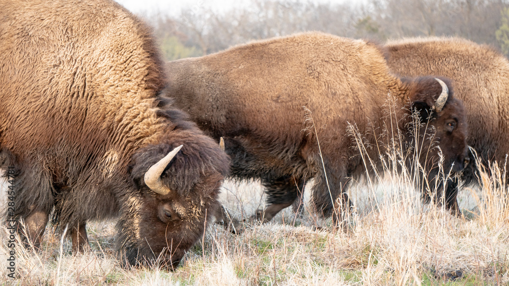 Fototapeta premium Bison / Buffalo in Field