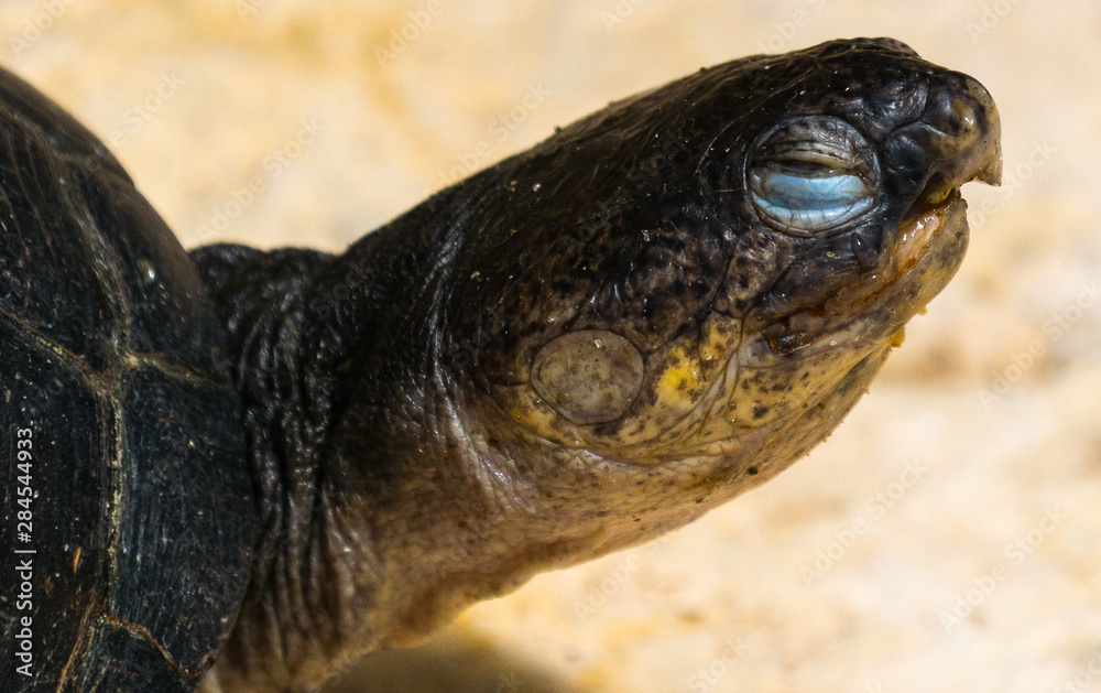 Obraz premium Tortue