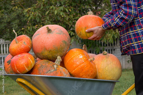 Harvest pumpkins in wheelbarrow farmer put pumpkin on wheelbarrow