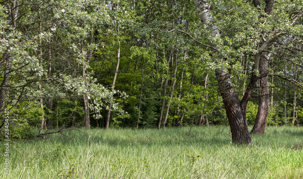 Obraz premium Nature Reserve, Krakow - Podgorze, Poland