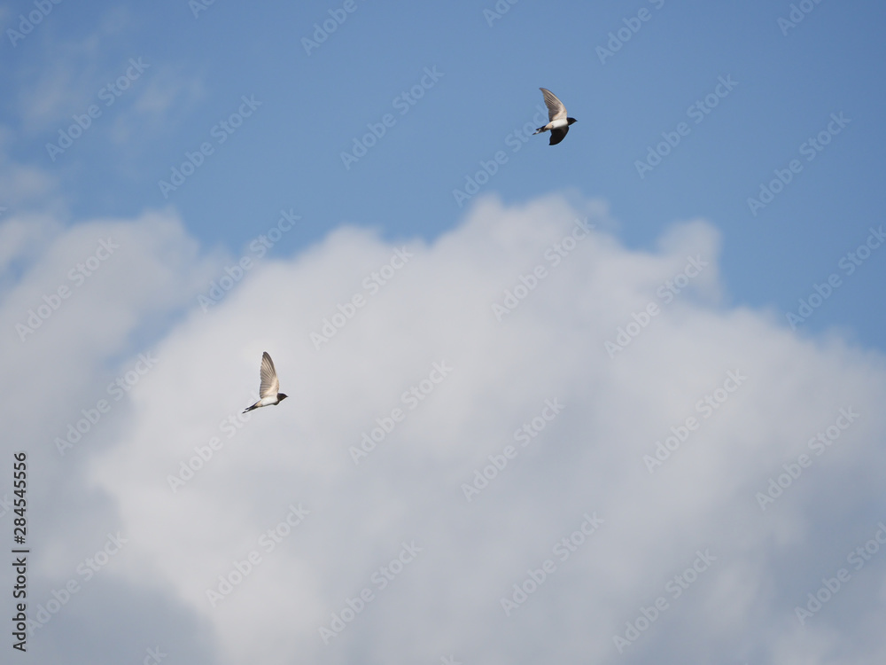 Barn Swallows (Hirundo rustica), flying in the clouds