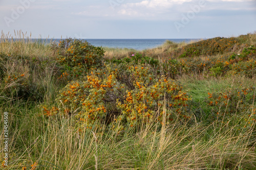 Sanddorn