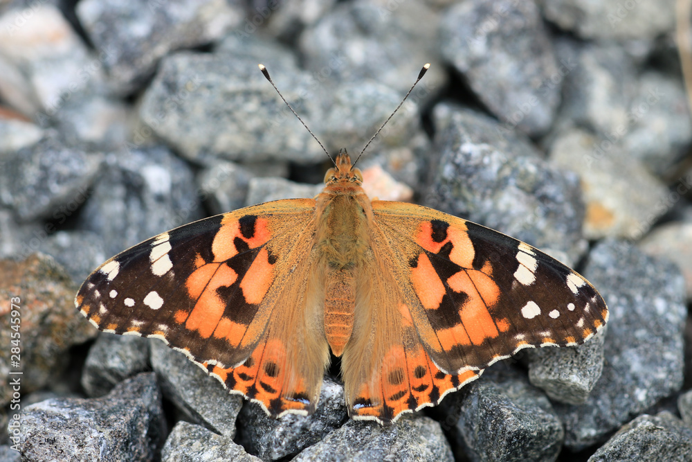 Obraz premium Distelfalter