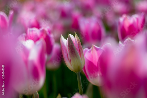 pink tulips in the garden