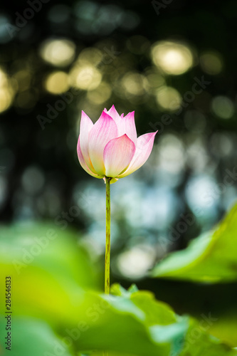 selective focus at lotus flower with bokeh background