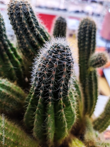 close up of cactus in front of background