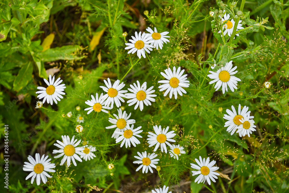 Group of blooming daisies on a green meadow. Garden background. View from above Group of blooming daisies on a green meadow. Garden background. View from above