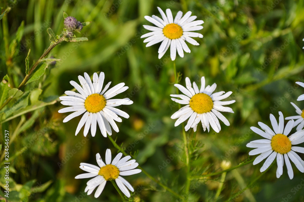 Group of blooming daisies on a green meadow. Garden background. View from above Group of blooming daisies on a green meadow. Garden background. View from above