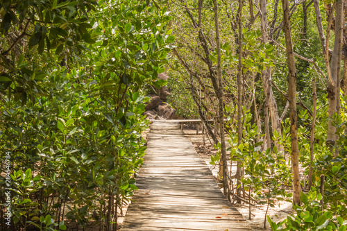 Path to the beach through mangrove forest