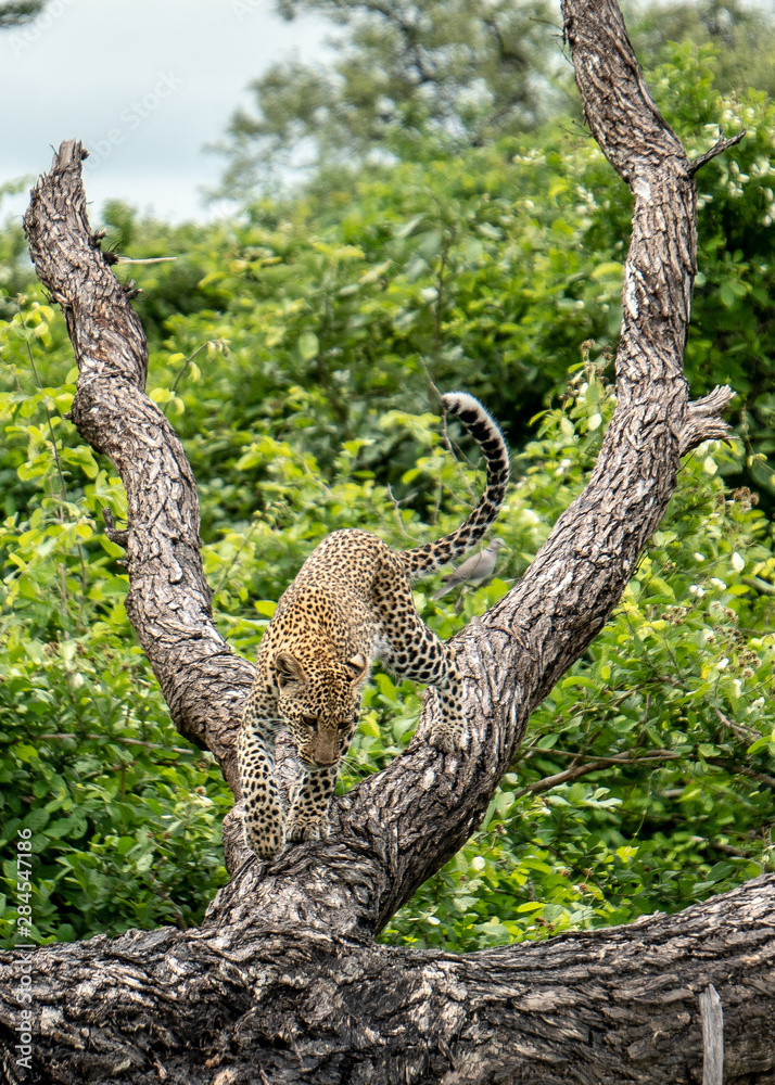 Obraz premium Leopard climbing down tree
