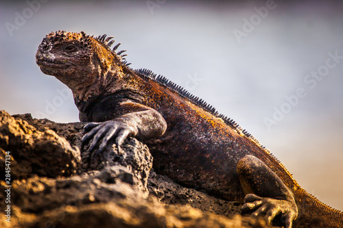 Sea iguanas. The Galapagos marine iguana. Lizard from the beach of the Galapagos Islands. Guayaquil. Ecuador. Pacific ocean. The Fauna Of Ecuador