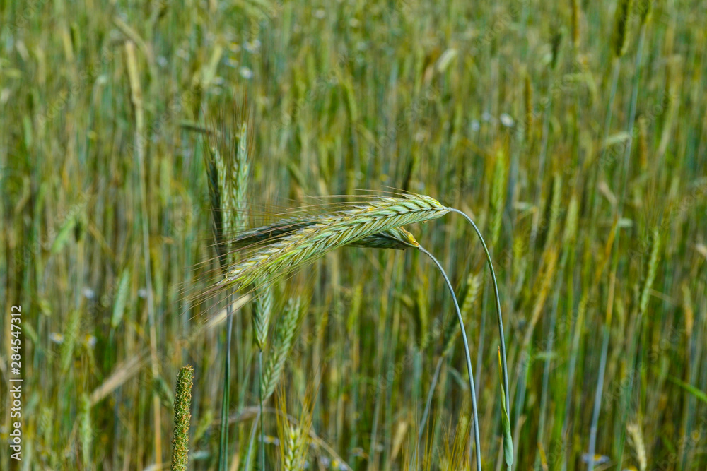 Harvest ripens in the field. green wheat field and sunny day Harvest ripens in the field. green wheat field and sunny day