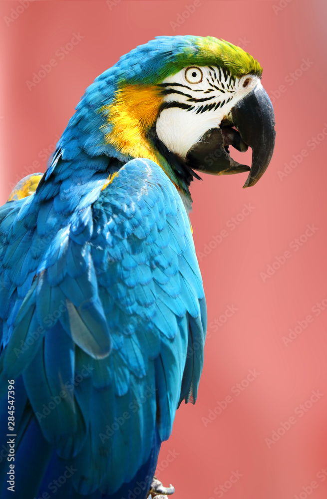 Fototapeta premium portrait of blue and gold macaw parrot
