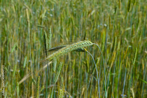 Harvest ripens in the field. green wheat field and sunny day