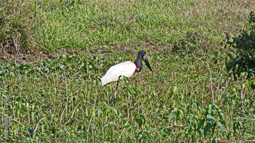 Big stork seaking its food in a Pantanal swamp. photo