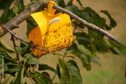 insect glue trap in the tree, Yellow sticky insect trap hanging on the cherry tree © Martina Simonazzi