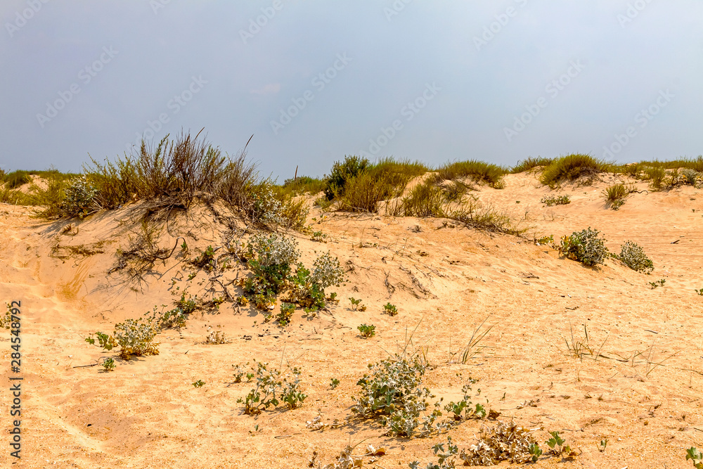 Sand dune plants against a blue sky.