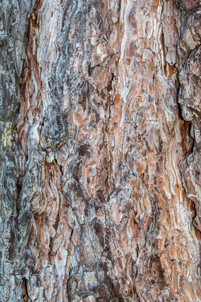 Closeup Tree Bark Texture Background Closeup Tree Bark Texture Background