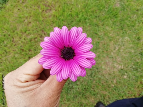 flower in hand