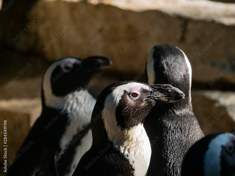 Obraz premium Manchots