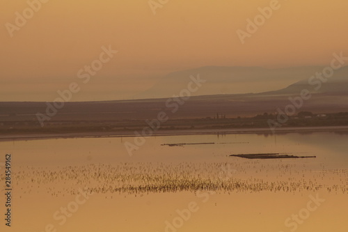 Phoenicopterus roseus anillamiento de pollos de flamenco laguna de fuente de  piedra malaga  2019 photo