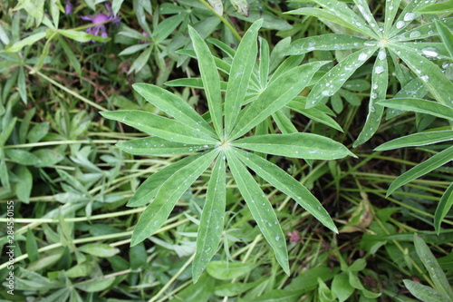 beautiful plant