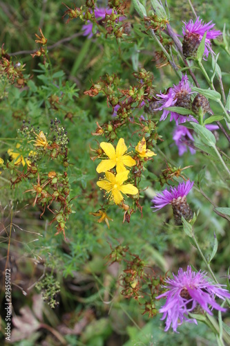  colorful flowers
