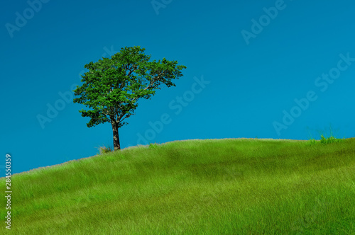 Blue Sky Tree an a Hill