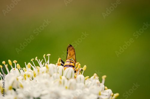 Feldwespe in der freien Natur photo