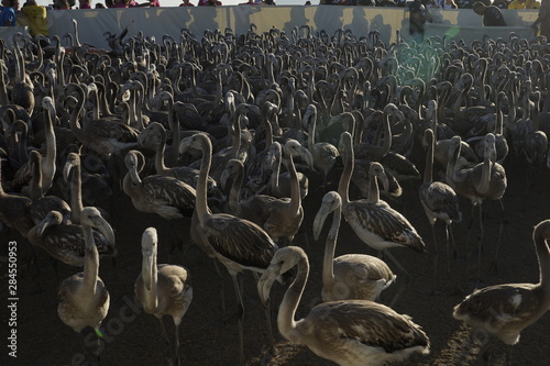 Phoenicopterus roseus anillamiento de pollos de flamenco laguna de fuente de  piedra malaga  2019 pollos en corral photo