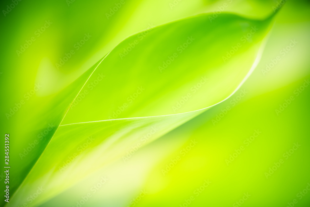 Nature of green leaf in garden at summer. Natural green leaves plants using as spring background cover page greenery environment ecology wallpaper Nature of green leaf in garden at summer. Natural green leaves plants using as spring background cover page greenery environment ecology wallpaper