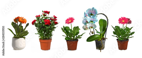 Collection of flower plants in pots isolated on white background