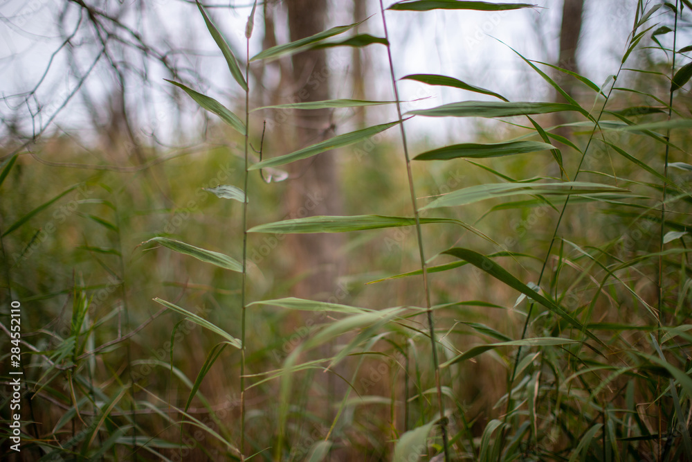 Fototapeta premium view through the reeds at the edge of the wetlands at flag ponds nature park in calvert county southern maryland usa