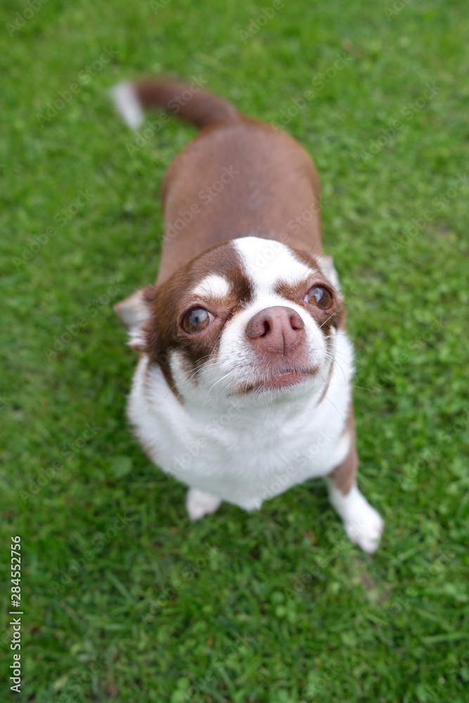 A small, funny, chihuahua dog on green grass.