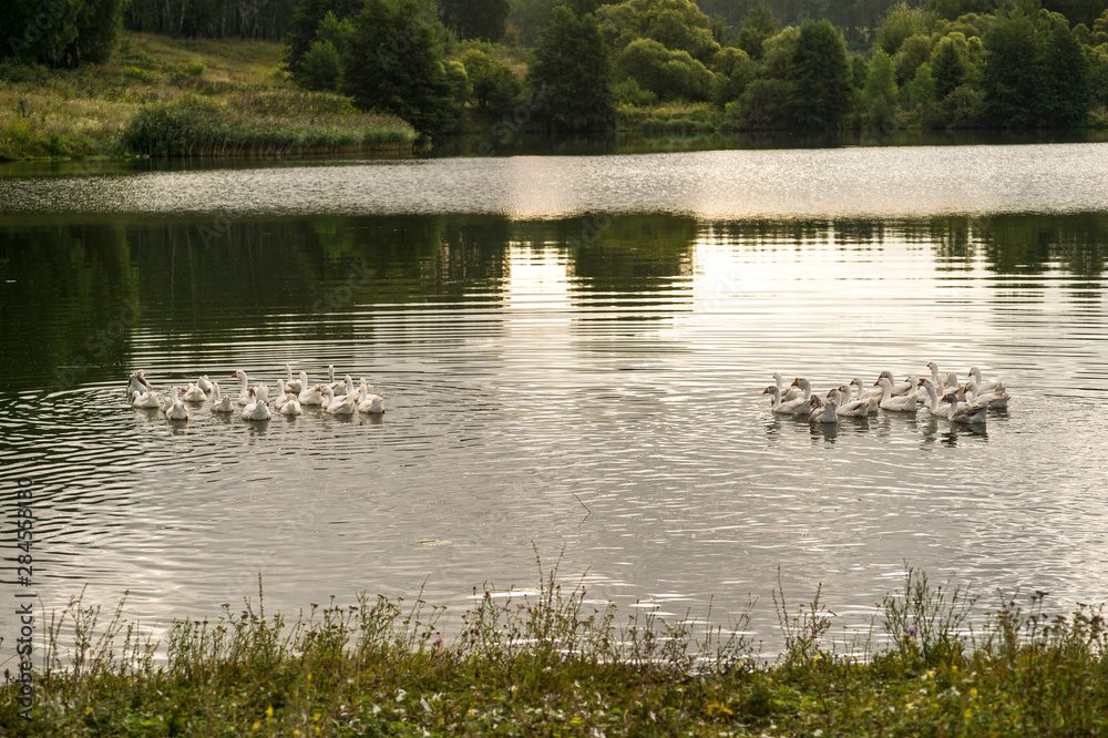 Two small flocks of domestic white geese swim across the lake in the evening light. Background