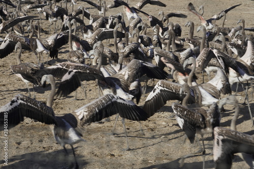 Phoenicopterus roseus anillamiento de pollos de flamenco laguna de fuente de  piedra malaga  2019 grupo de pollos no anillados liberados photo