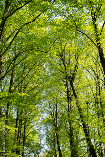 trees in the spring with green leaves