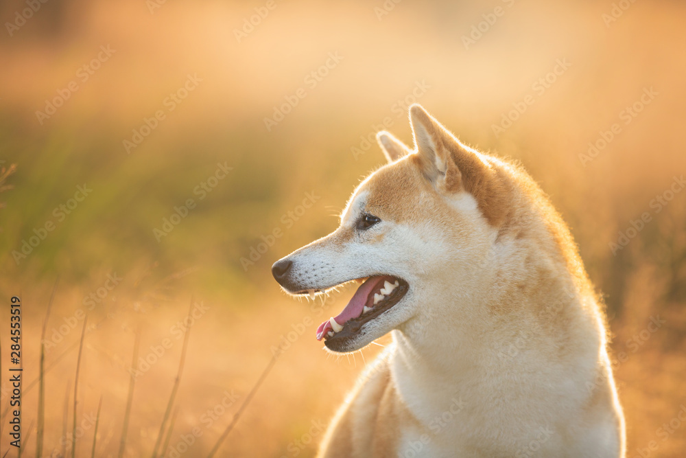 Lovely Red Shiba inu dog sitting in the field in summer at sunset
