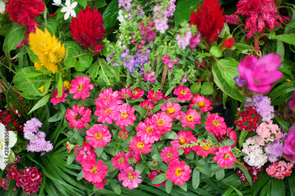 flowers and leaf Summer background close up flowers and leaf Summer background close up
