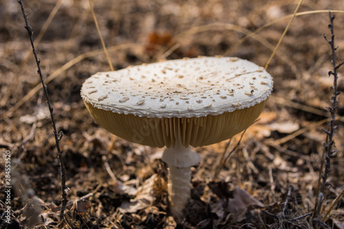 Amanita vittadinii mushroom. Mature specimen of mushroom Amanita vittadinii. White mature mushroom fly agaric. photo