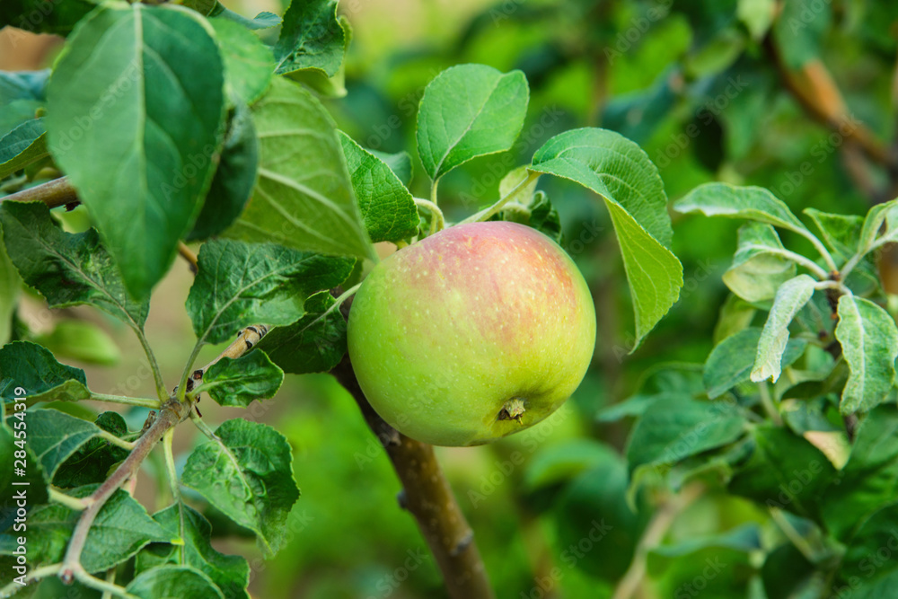 Green apples on a tree. Green apples on a branch ready to be harvested, outdoors, selective focus. Fresh green apples on tree in summer garden. Green apples on tree close up. Green apples on a tree. Green apples on a branch ready to be harvested, outdoors, selective focus. Fresh green apples on tree in summer garden. Green apples on tree close up.