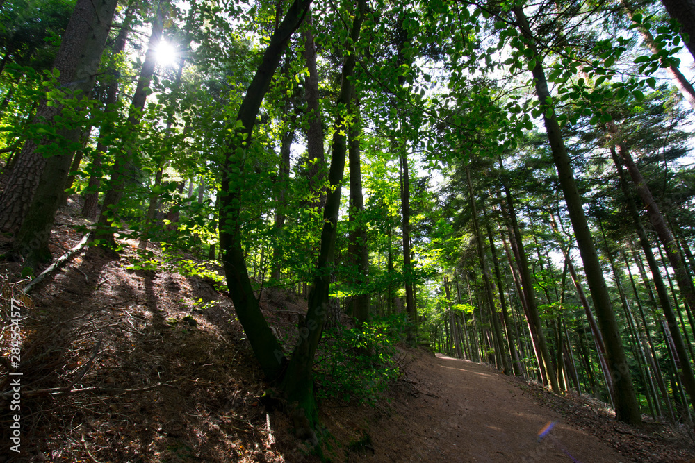 Wald in der Nähe des Haut Barr in Saverne in den Vogesen Wald in der Nähe des Haut Barr in Saverne in den Vogesen