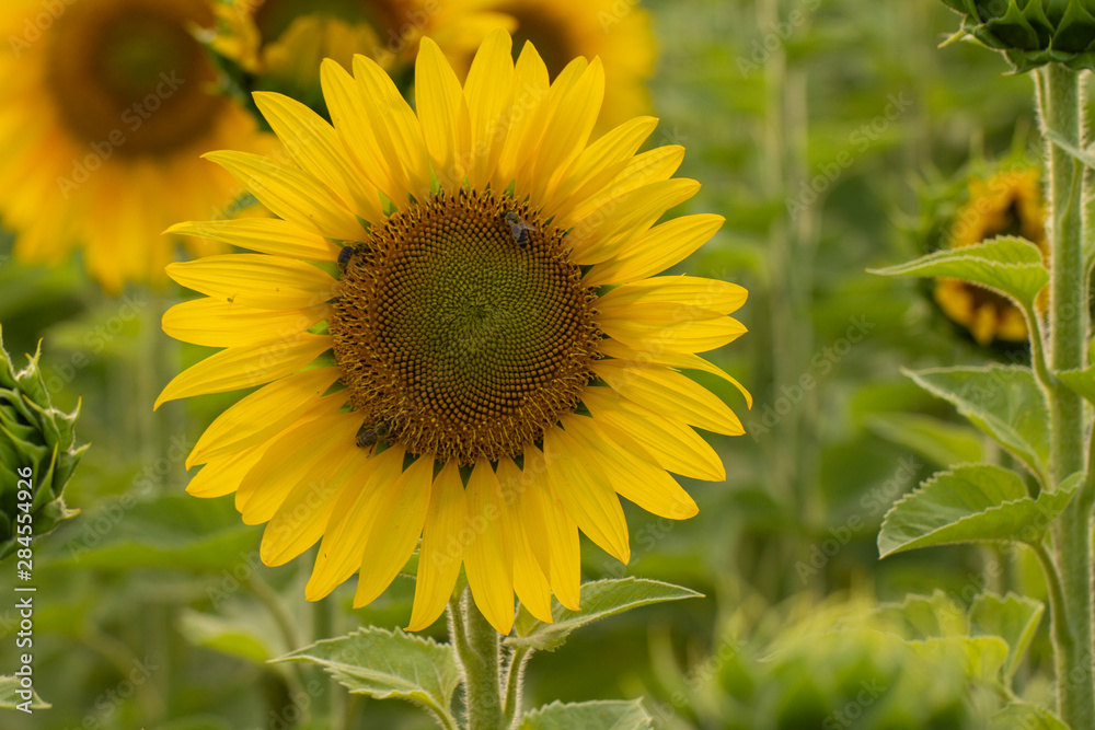 Young sunflower flower close up, soft focus Young sunflower flower close up, soft focus