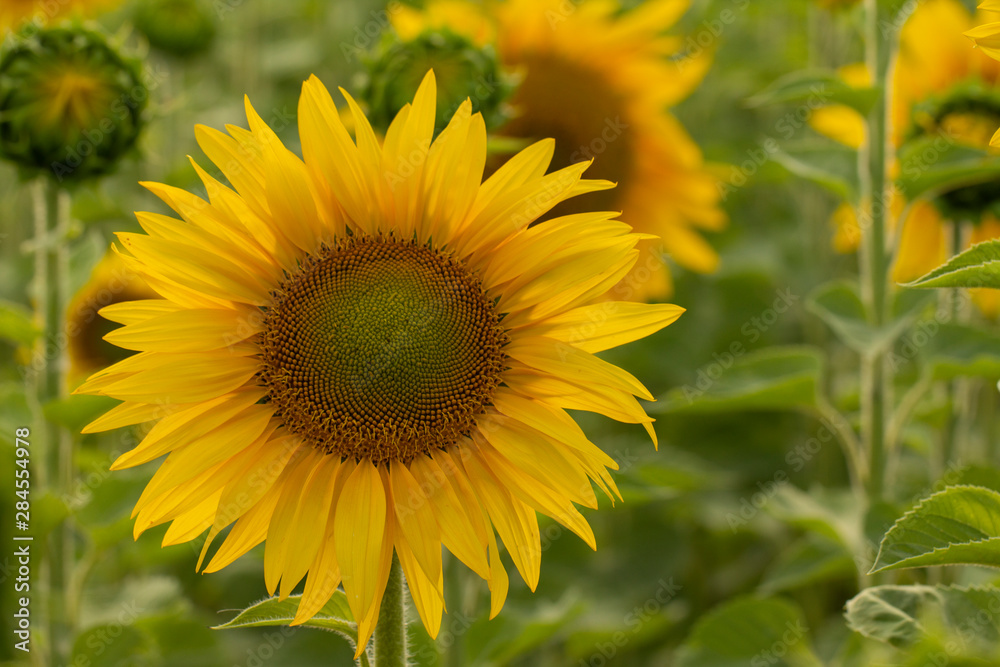 Young sunflower flower close up, soft focus